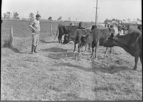 Ash Island farm, 1957