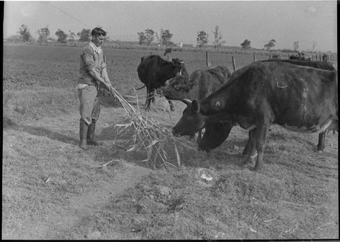 Ash Island farm, 1957