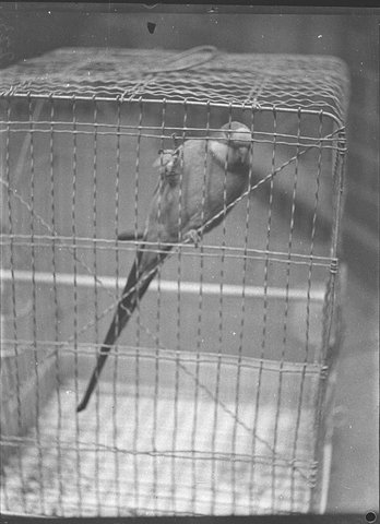 Bird show City, 1935