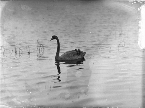 Black swan on a lake at Kensington, 1925–57