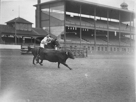 Buldogging event in the ring, 1925–57