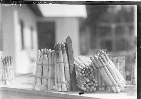Bundles of freshly grown asparagus, 1930s