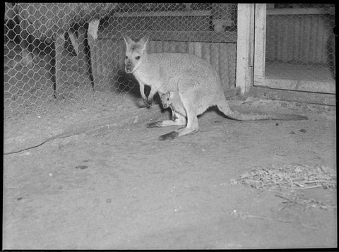 Cary Bay zoo, 1954