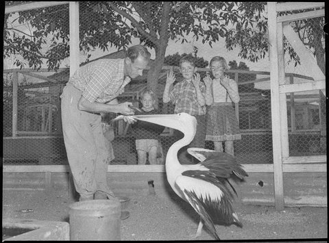 Cary Bay zoo, 1954