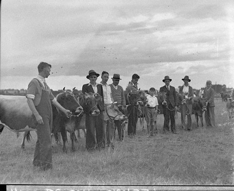 Cattle judging at Liverpool Show Jersey bull progeny section, 1935