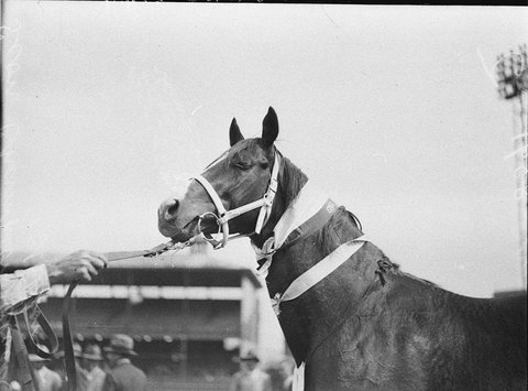 Champion Blood Stallion Sion, 1925–57