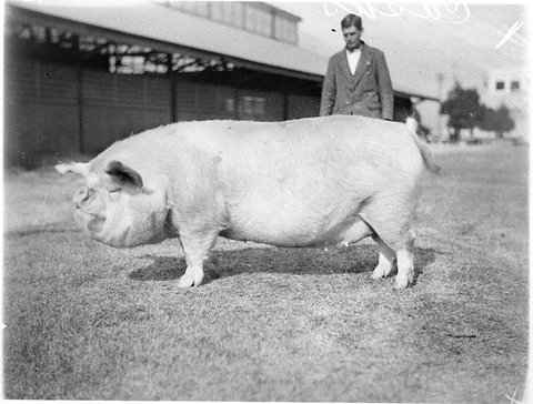 Champion Casius boar, 1930s