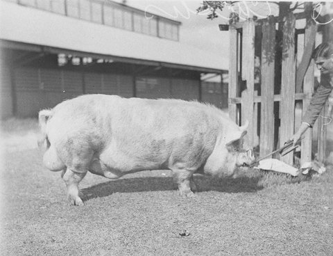 Champion Casius boar, 1930s
