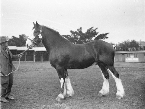 Champion Clydesdale, c. 1934