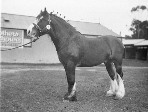 Champion Clydesdale, c. 1934