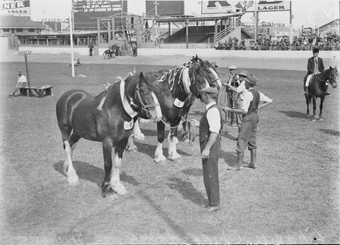 Champion Clydesdale stallions, 1930s