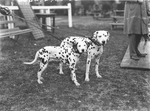 Champion Dalmatian dog and bitch, 1920–30