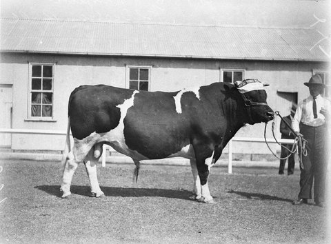 Champion Friesian bull, 1925–57