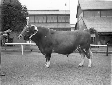 Champion Guernsey bull, 1925–57