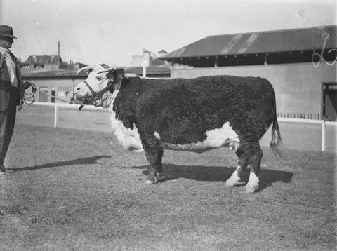 Champion Hereford cow, 1925–57