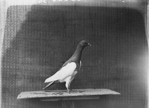 Champion racing pigeon, 1930s