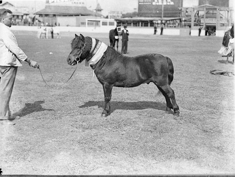 Champion Shetland Pony, 1935