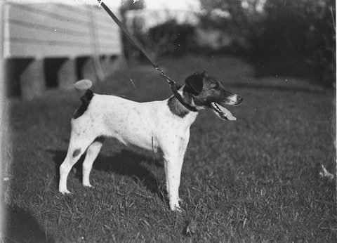 Champion wirehaired fox terrier dog, 1930s