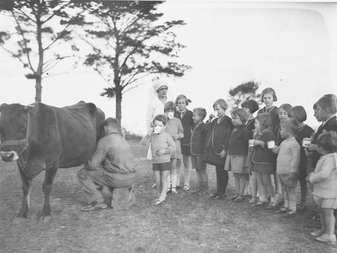 Children drink milk from a cow being milked Dalwood Home, 1929