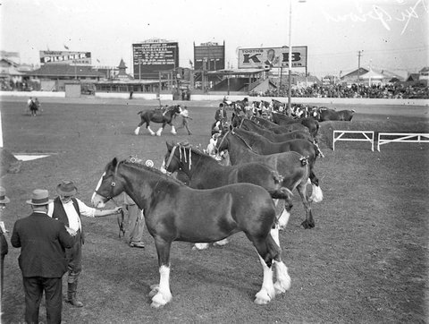 Clydesdale horses lined up for the judges, 1925–57