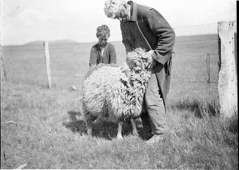 Corriedale ewe, 1925–57