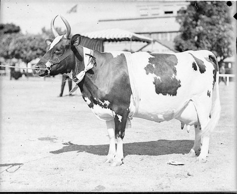 Cow at the Show, 1925–57