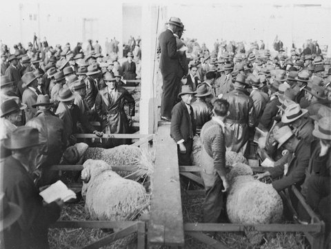 Crowds of sheep breeders examine the sheep before the auction, 1934