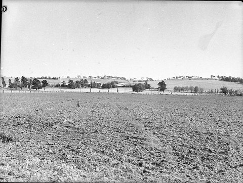 Edgells Asparagus factory Bathurst, 1940