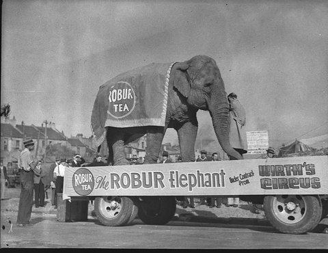 Elephant advertising Robur Tea, 1939