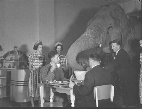 Elephants tea party, 1939