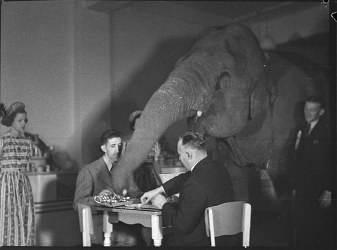 Elephants tea party, 1939