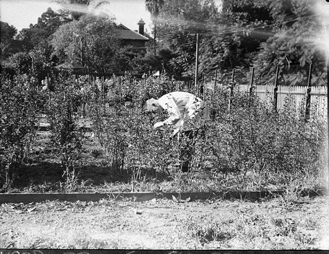Field testing growing plants Agriculture Department taken for Dr Edwards agricultural writer for Smiths Weekly, 1947