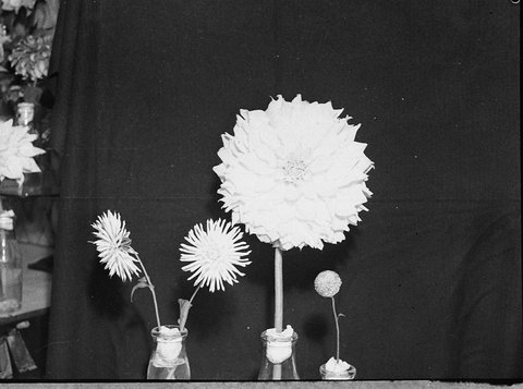 Flower show taken for Grace Bros, 1937