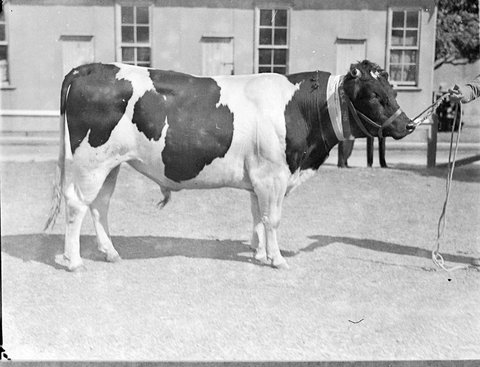 Friesian Bull, 1925–57