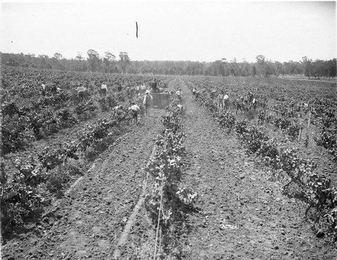 General scene of the vineyard showing the pickers at work, 1930s