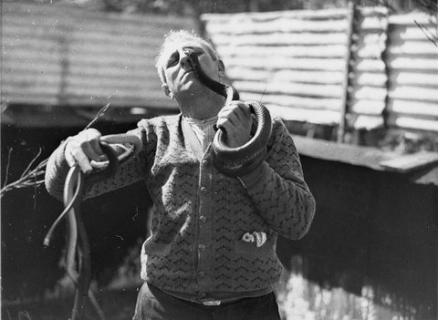 George Cann eyeball to eyeball with a black snake, 1934