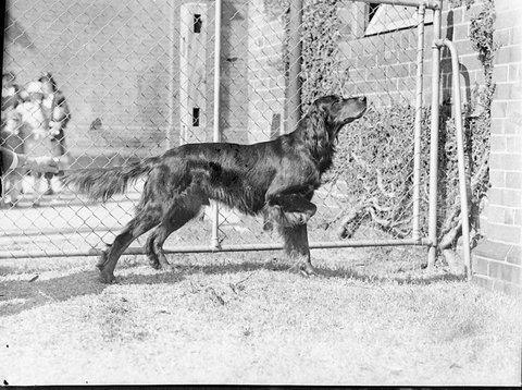 Gordon setter, 1935