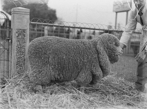 Grand champion Merino ewe, 1934