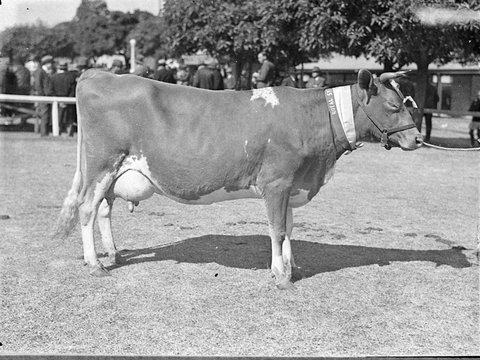 Guernsey cow, 1925–57