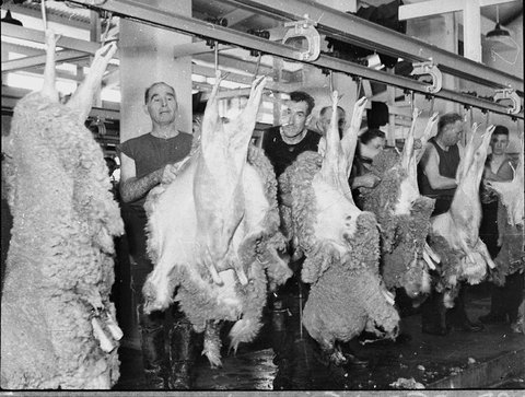 Homebush Abattoirs, 1937
