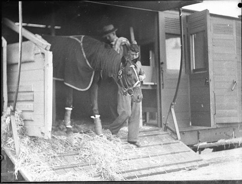 Horse arriving by train, 1935