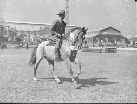 Horse at the Show, 1935