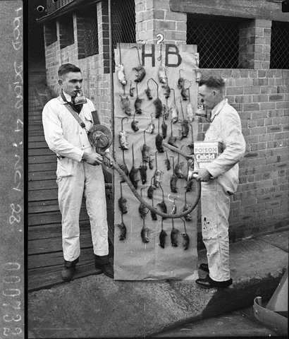 Houghton Byrne pest exterminators two ratcatchers with collection of dead rats from a ship, 1937