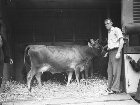 Jersey cow, c. 1935