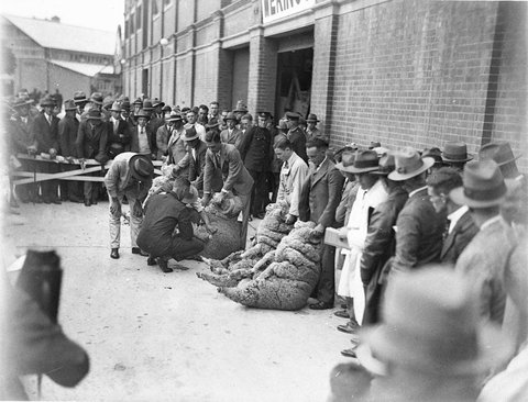 Judges opening the fleece of Merino ram exhibits, 1930s