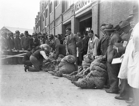 Judges opening the fleece of Merino rams, 1930s