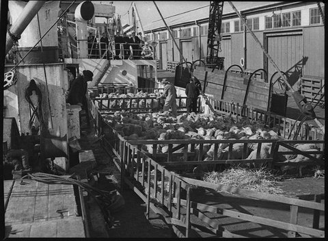 Loading sheep onto ship, 1953