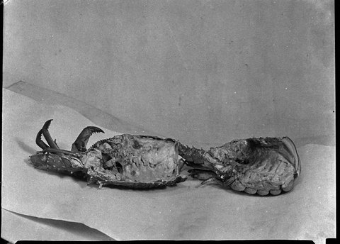 Lobster taken for Mr Dixon Smiths Weekly, 1946
