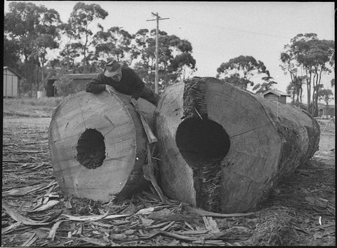 Logs at Cardiff sawmill, 1954