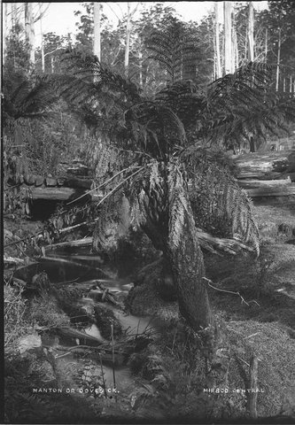 Manton or Doves Creek Mirboo Central, 1930s